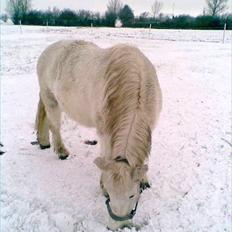 Anden særlig race Baltazar (Hans Helmer) †