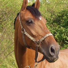 Dansk Varmblod Vestergaardens Limone  - RIP <3