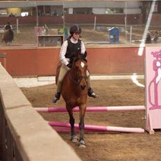 Dansk Varmblod Vestergaardens Limone  - RIP <3