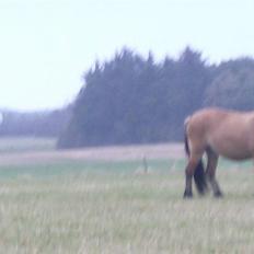 Anden særlig race Tulle SOLGT