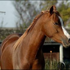 Welsh Pony (sec B) Gondine - SOLGT