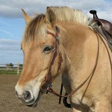 Fjordhest malou *SOLGT*
