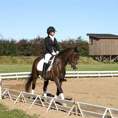 DSP bento(var låne pony)