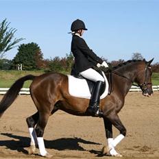 DSP bento(var låne pony)