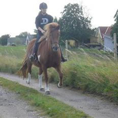 Islænder Saga fra Ankerly