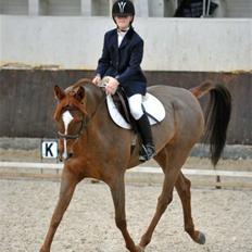 Arabisk fuldblod (OX) Ffazeehrah