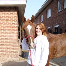 Arabisk fuldblod (OX) Ffazeehrah