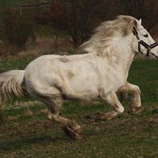 Islænder Héla fra Strandarhöfði