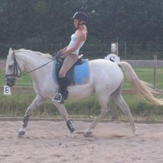 Tysk Sportspony Marcur II (SOLGT!)