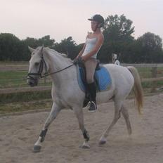 Tysk Sportspony Marcur II (SOLGT!)