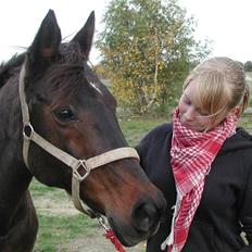 Anglo Araber (AA) BINE