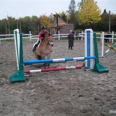 Anden særlig race Tyson <33  