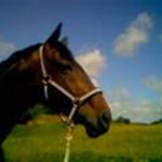 Dansk Varmblod Rostock (DØD)