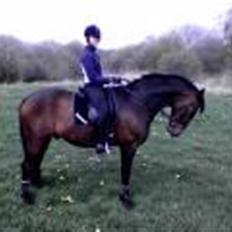 Dansk Varmblod Rostock (DØD)