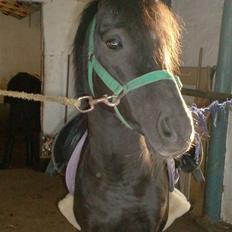 Anden særlig race timo ¤solgt¤