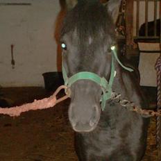 Anden særlig race timo ¤solgt¤