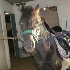 Anden særlig race timo ¤solgt¤