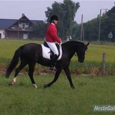 Anden særlig race Zappa Zar †