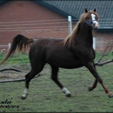 Welsh Pony (sec B) Gondine - SOLGT