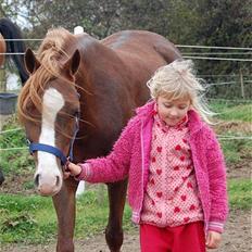 Welsh Pony (sec B) Gondine - SOLGT