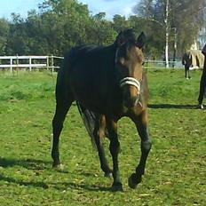 Anden særlig race Luka - FLYTTET