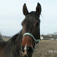 Dansk Varmblod Mosens Soya *AFLIVET 06*