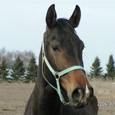 Dansk Varmblod Mosens Soya *AFLIVET 06*