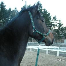 Dansk Varmblod Mosens Soya *AFLIVET 06*