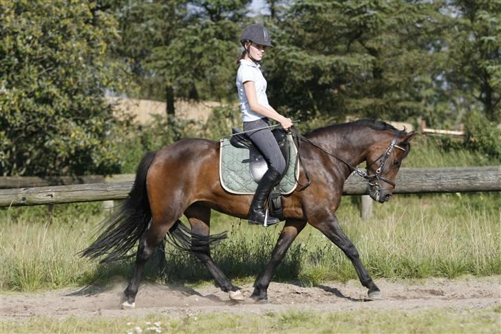 New Forest Birkilds Fortuna - Smukek fortuna billede 4