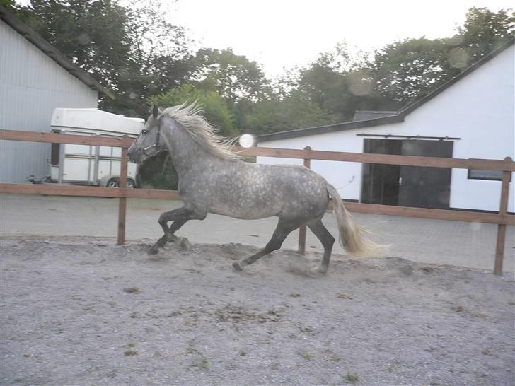 Pura Raza Española Bent billede 11