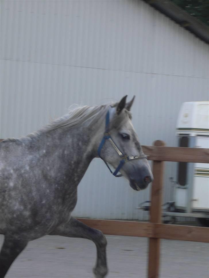 Pura Raza Española Bent billede 13