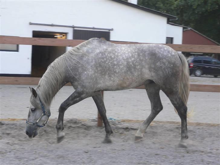 Pura Raza Española Bent - mon der ligger nogle gulerøder her :) billede 14