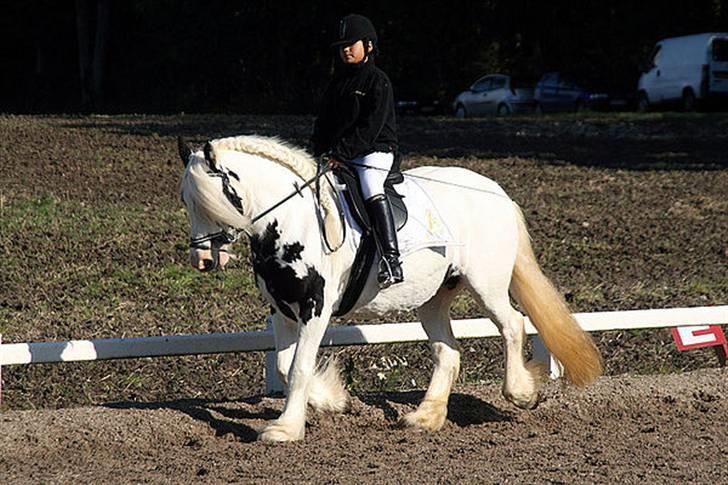 Tinker Wild Irish Bellis - bellis til stævne billede 7
