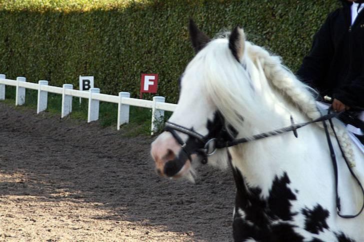 Tinker Wild Irish Bellis billede 8