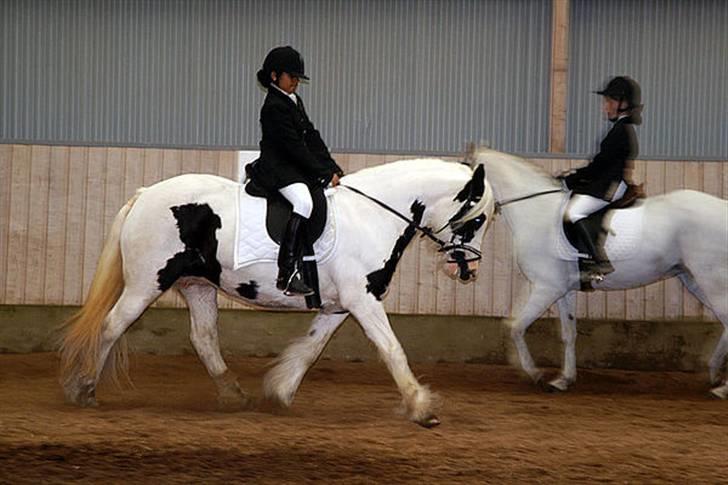 Tinker Wild Irish Bellis - vi traver billede 9