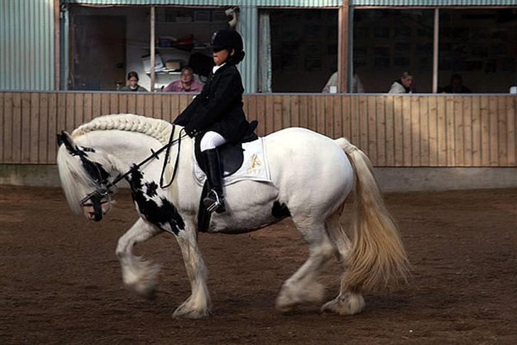 Tinker Wild Irish Bellis billede 10