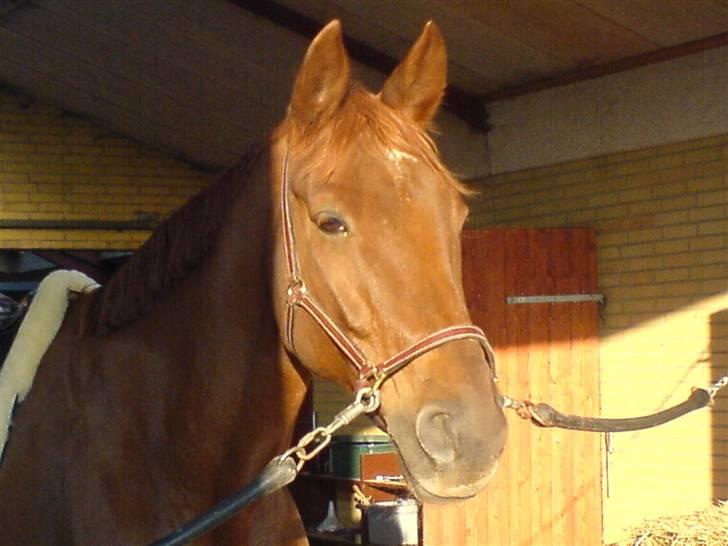 Dansk Varmblod Geronimo billede 12