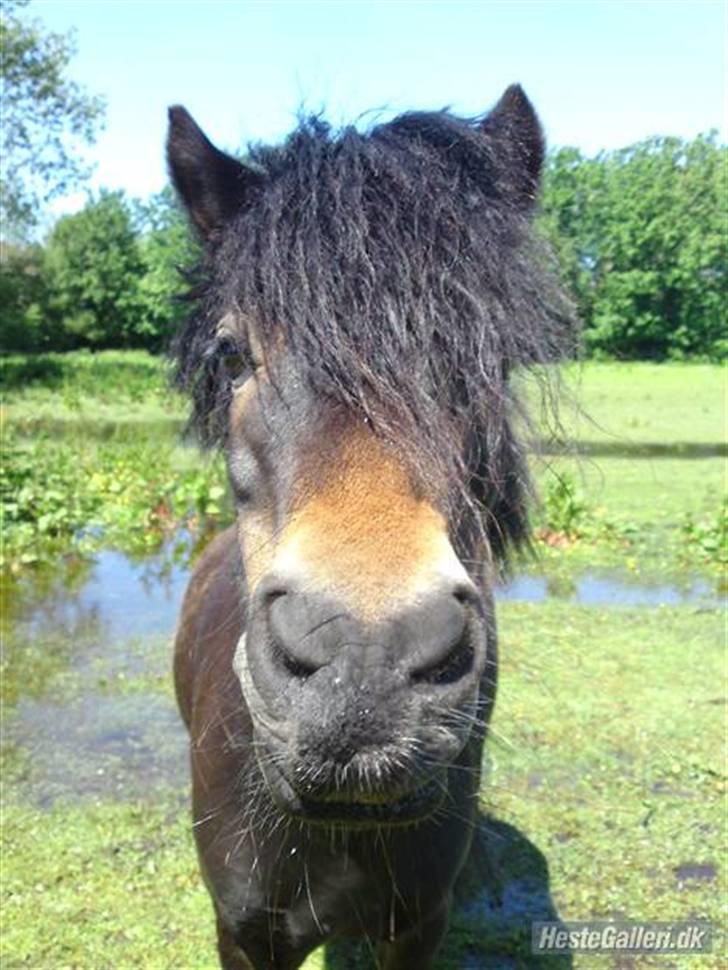 Dartmoor frida Dunemose *solgt billede 1