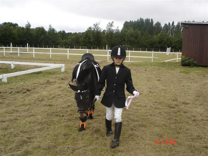 Dartmoor frida Dunemose *solgt - Vandt en 1. plads. billede 2