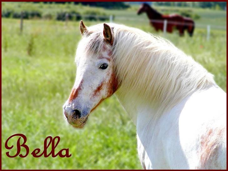 Anden særlig race Bella  - my lilte pony XD billede 1