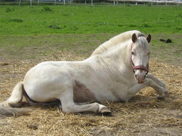 Anden særlig race Bella  - ihh...... jeg var lige så trat billede 4