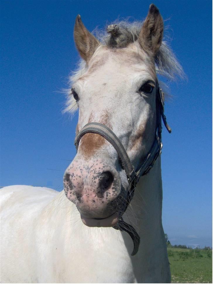 Anden særlig race Bella  billede 14