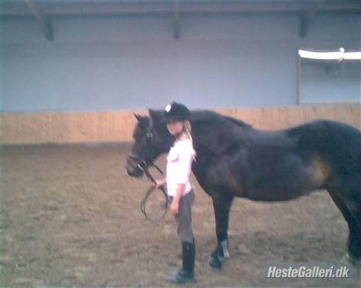 Dartmoor Stjerne (red engang) billede 10