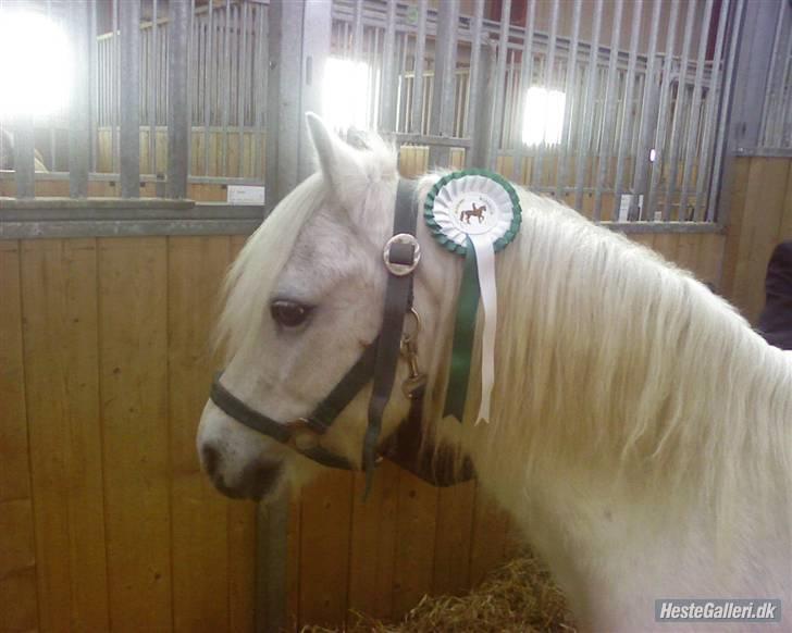 Anden særlig race Blakke<3 - Blakke med hans grønne roset:) billede 8