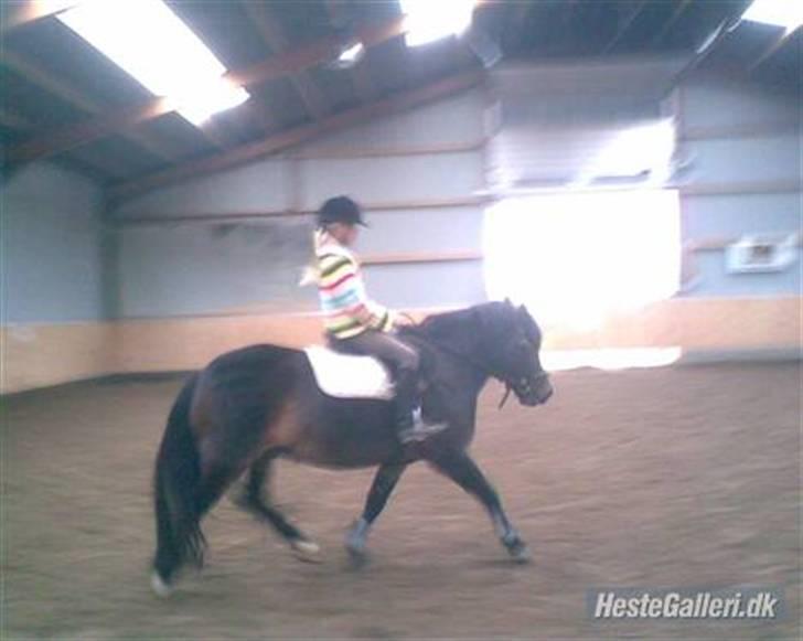 Dartmoor Stjerne (red engang) billede 11