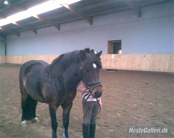 Dartmoor Stjerne (red engang) billede 12