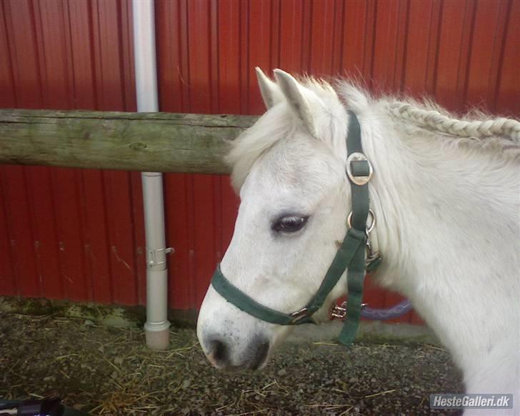 Anden særlig race Blakke<3 - Blakke ude foran laden. billede 9