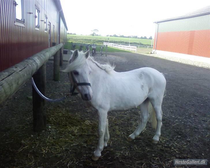 Anden særlig race Blakke<3 - Blakke ude foran laden i hel profil:) så smuk.. billede 10
