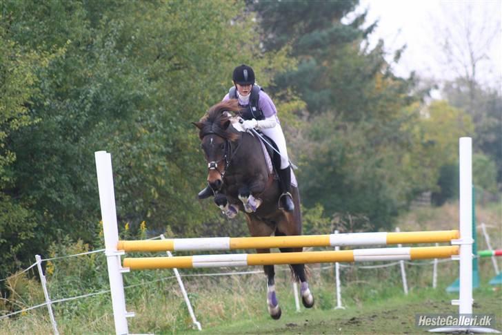 Anden særlig race tamara - på bispen, Ca. 90 Foto Liv... =) billede 16