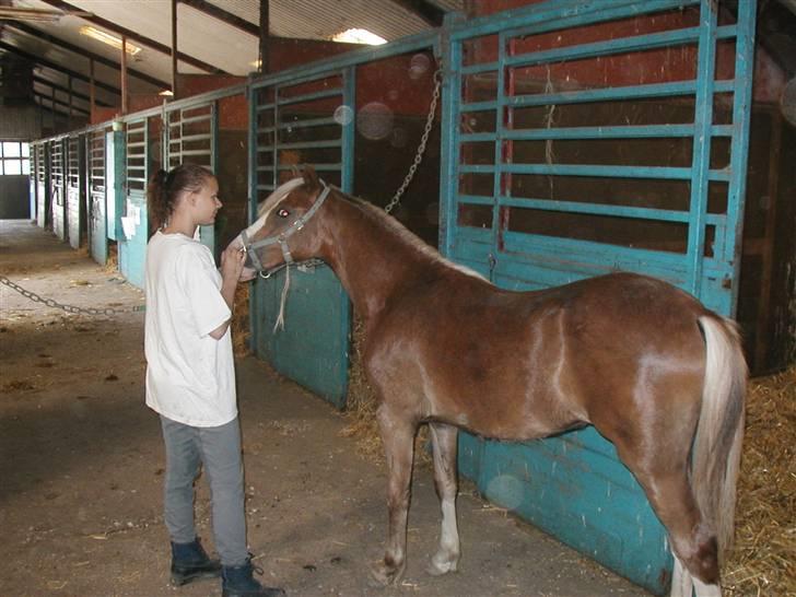 Welsh Pony (sec B) Miss Bailey billede 9